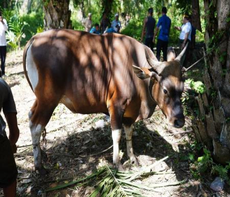 Ilustrasi Presiden Jokowi kembali berikan bantuan sapi kurban untuk Provinsi Riau (foto/int)