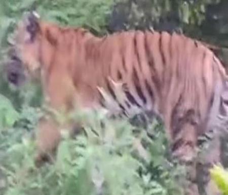 Ilustrasi harimau sumatera muncul dan mangsa ternak warga di Siak (foto/int)