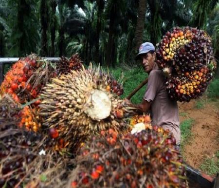 Ilustrasi harga sawit di Riau turun (foto/int)