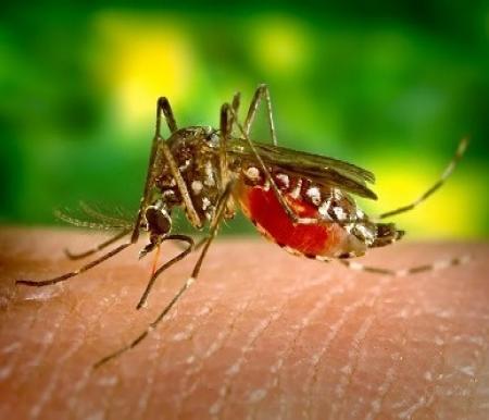 ilustrasi nyamuk Malaria
