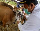 Pemeriksaan kesehatan hewan kurban