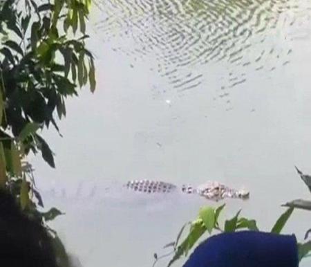 Video penampakan buaya di Sungai Subayang Kampar viral di Medsos (foto/int)