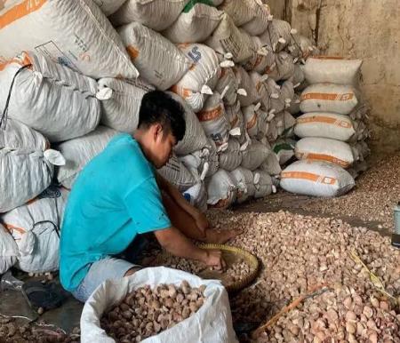 Ilustrasi harga pinang kering di Riau naik hari ini (foto/int)