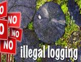Ilustrasi ilegal loging