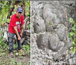 Warga temukan jejak harimau di Kecamatan Kubu, Rokan Hilir (foto/int)