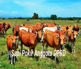 Ilustrasi bantuan sapi yang berasal dari Pokir anggota DPRD