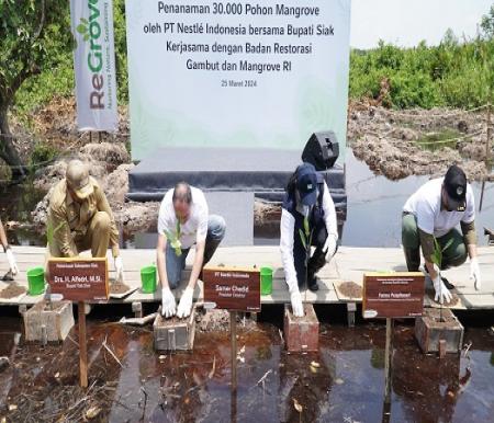 Nestle dan BRGM bekerja sama dengan Pemkab Siak menanam 30 ribu pohon mangrove di Desa Rawa Mekar Jaya (foto/ist)