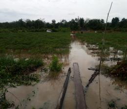Tanaman cabe masyarakat di Desa Tanjung Sari seluas 4 hektar diterjang banjir Rob 