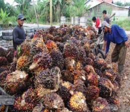 Ilustrasi harga tandan buah segar sawit Riau naik lagi (foto/int)