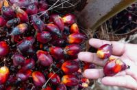 Dipicu Harga Kernel Melemah, Harga TBS Sawit Swadaya Riau Kembali Turun