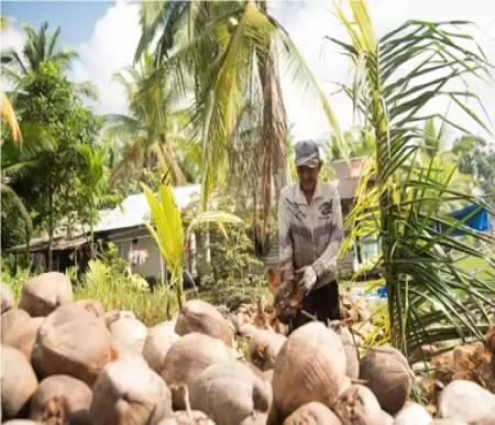 Petani kelapa.(ilustrasi/halloriau.com)