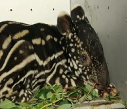 Anak tapir sempat terperangkap dalam lubang di Kuansing (foto/bayu)
