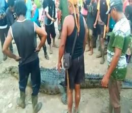 Buaya pemangsa manusia yang ditangkap warga di Sungai Lakar, Kecamatan Sungai Apit, Kabupaten Siak.
