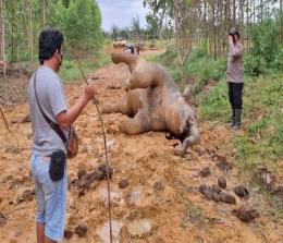 Gajah liar ditemukan mati di Bengkalis, Riau