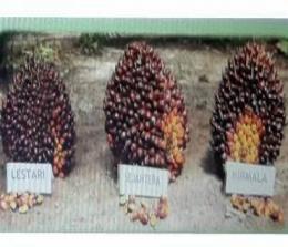 Tiga varietas kelapa sawit teranyar dari PT Astra Agro Lestari.