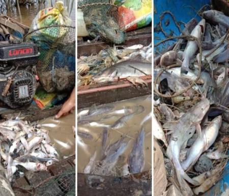 Ikan mati di Sungai Siak, Kecamatan Tualang, Kabupaten Siak.(foto: mcr)