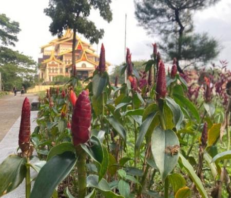 Bunga Lempuyang tumbuh subur di kawasan MTQ Pekanbaru (foto/yuni)