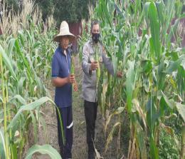 Kapolsek Tebingtinggi panen jagung dalam rangka Program Jaga Kampung,