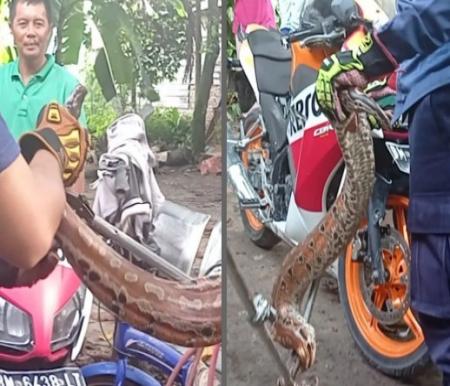 Tim Damkar Pekanbaru evakuasi ular gendang atau peraca di rumah warga (foto/Instagram)
