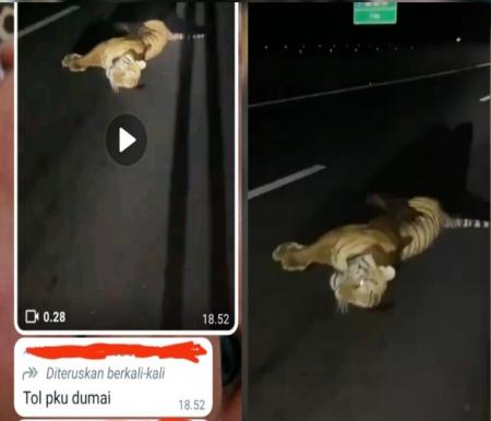 Ternyata video harimau mati tertabrak bukan di Tol Pekanbaru-Dumai (foto/ist)