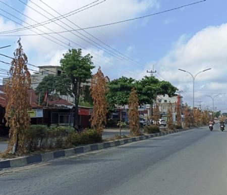 Pohon di median Jalan Kaharuddin Nasution Pekanbaru menguning akibat cuaca panas ekstrem.(foto: rahmat/halloriau.com)
