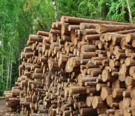 ilustrasi tumpukan kayu hasil illegal logging
