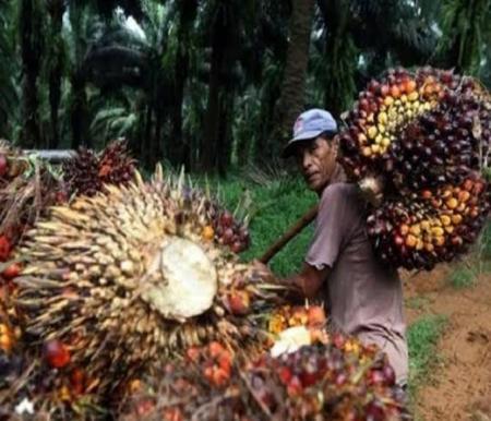 Ilustrasi harga TBS sawit mitra swadaya di Riau naik (foto/int)