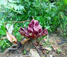 Bunga bangkai atau Amorphophallus Titanium tumbuh di pekarangan warga Jorong Siaru, Sulit Air, Solok, Sumbar.(foto: rahmat/halloriau.com)