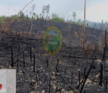 Lokasi bekas kebakaran dalam kawasan TNTN yang mulai ditanami bibit sawit.(foto: bayu/halloriau.com)