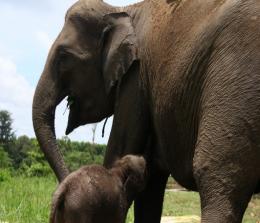 Bayi gajah kembali lahir di Kabupaten Pelalawan (foto/bayu)
