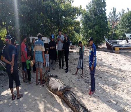 Buaya raksasa berukuran 5 meter ditangkap di Bangka Selatan jadi tontonan warga (foto/int)