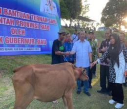 Gubri Syamsuar serahkan bantuan sapi di Siak (foto/int)