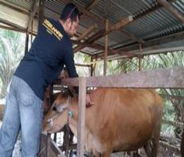 Petugas menyuntikkan vaksin PMK kepada sapi di Pelalawan (foto/and)
