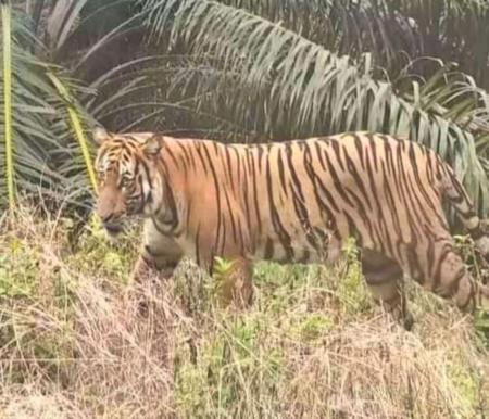 Ilustrasi warga rekam penampakan harimau Sumatera di Batang Cenaku (foto/int)