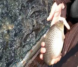 Ikan mati di PLTA Koto Panjang Kampar akibat KHV dan bakteri.(foto: int)