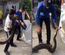 Warga evakuasi ular piton yang berkeliaran di perumahan Mustamindo Permai (foto/ist)