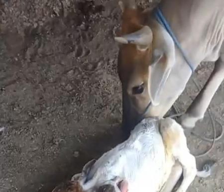 Video viral anak sapi terlahir dengan dua kepala (foto/int)